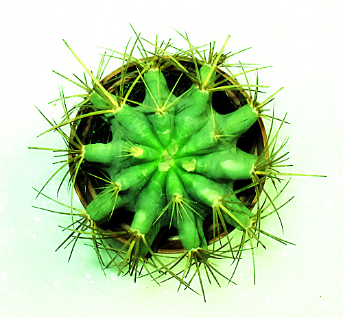 The Dutch Cactus